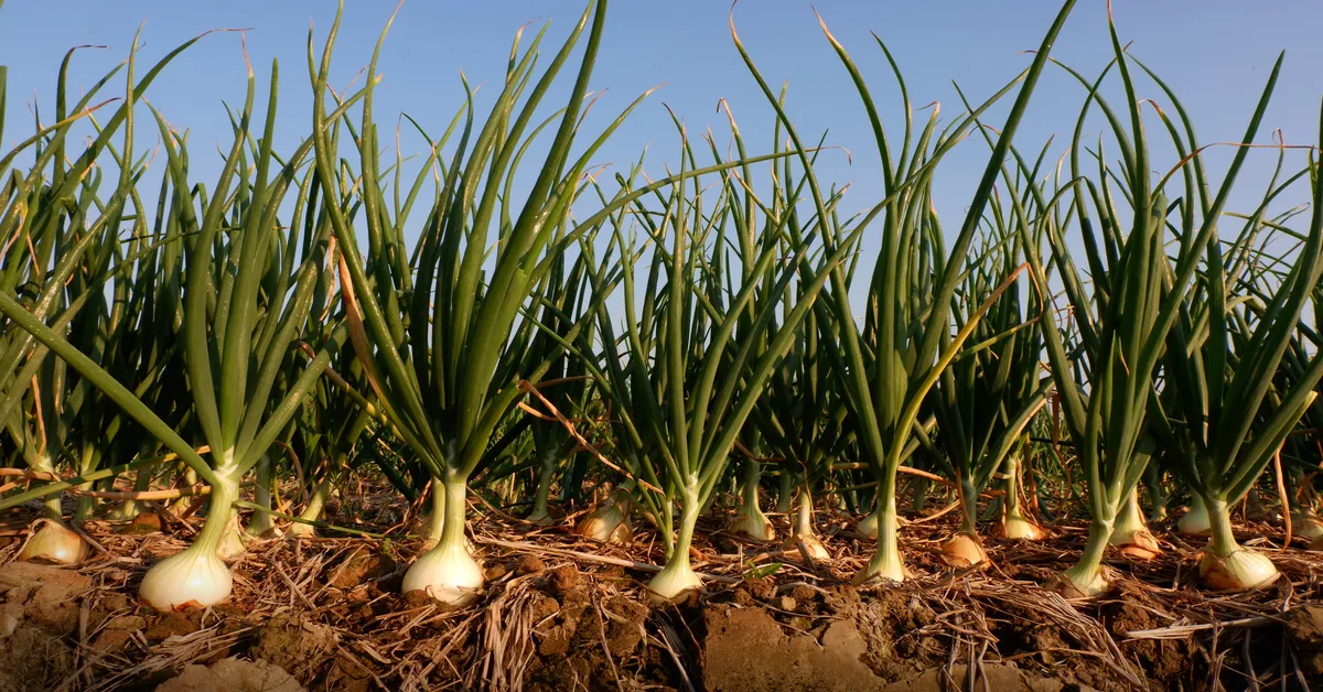 Onions (How to Plant, Grow & Harvest) GIY Plants
