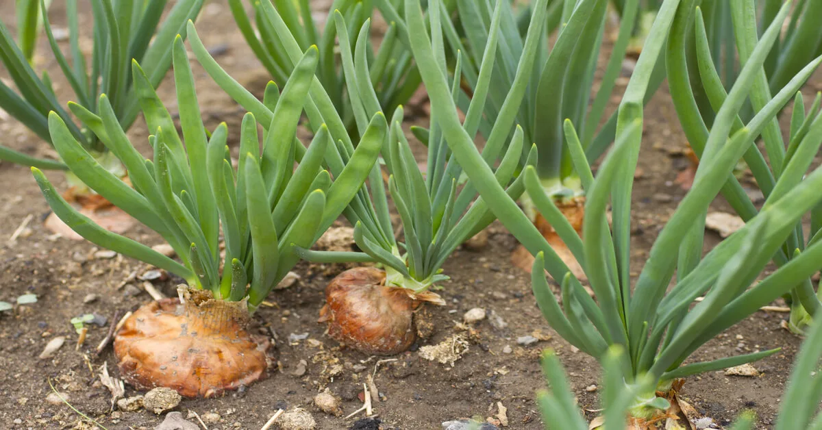 Onion plant care