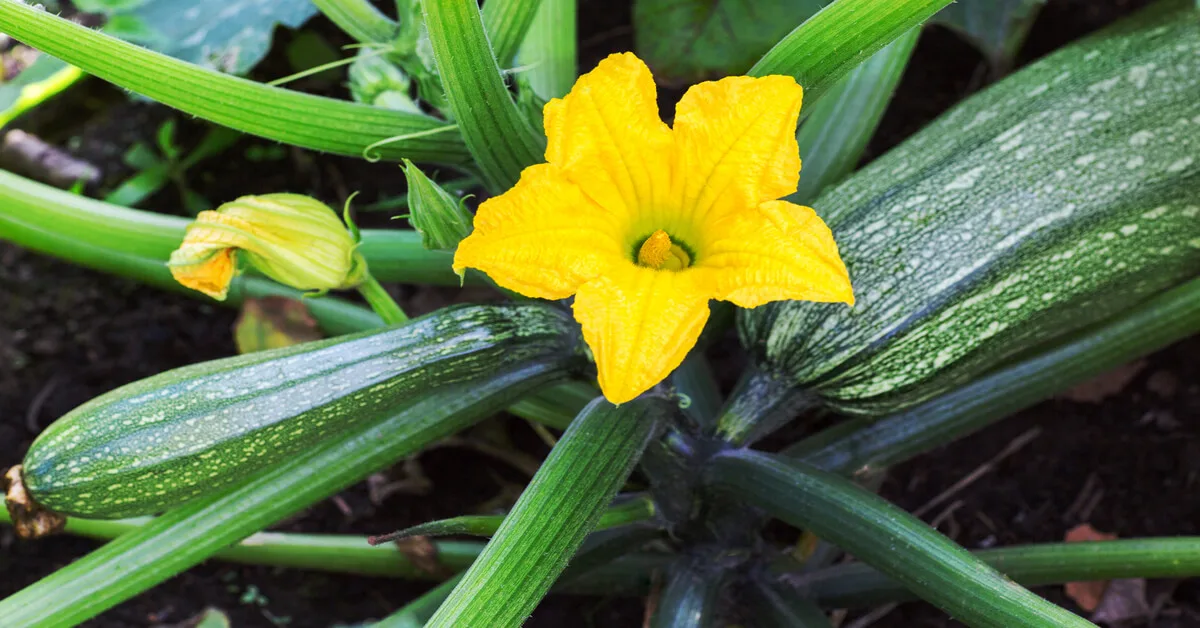 Zucchini pollination 