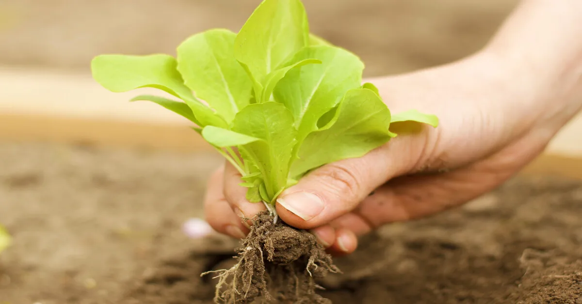 How to plant lettuce