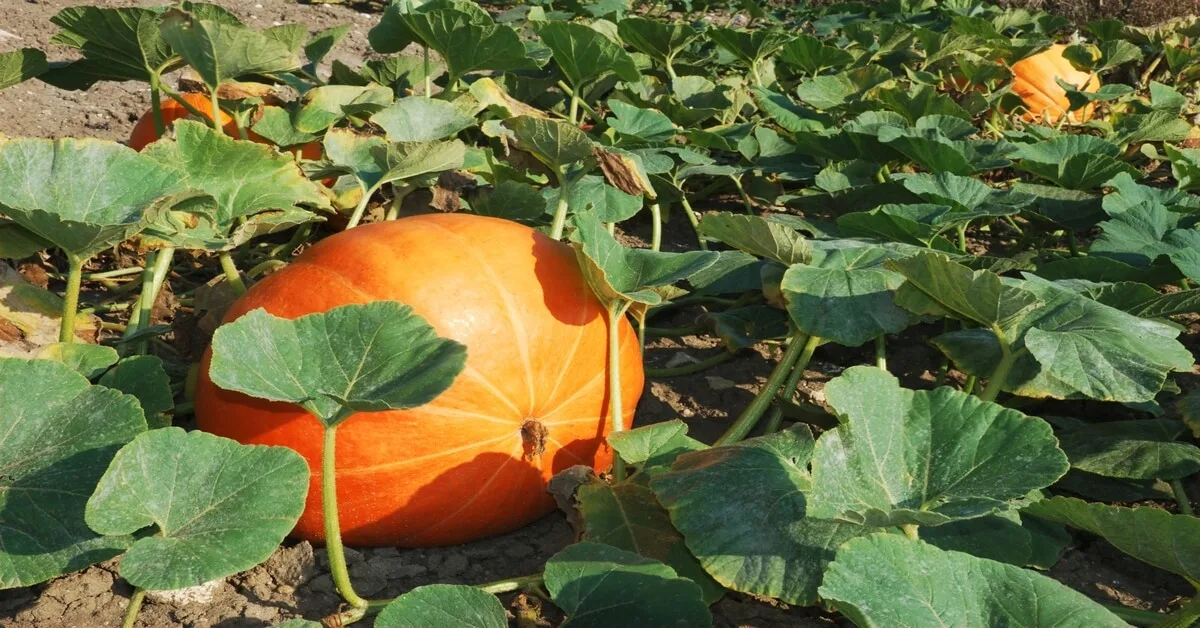 Pumpkin plant care