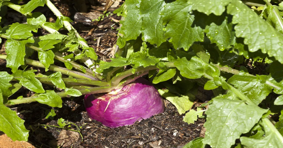 Turnip plant care