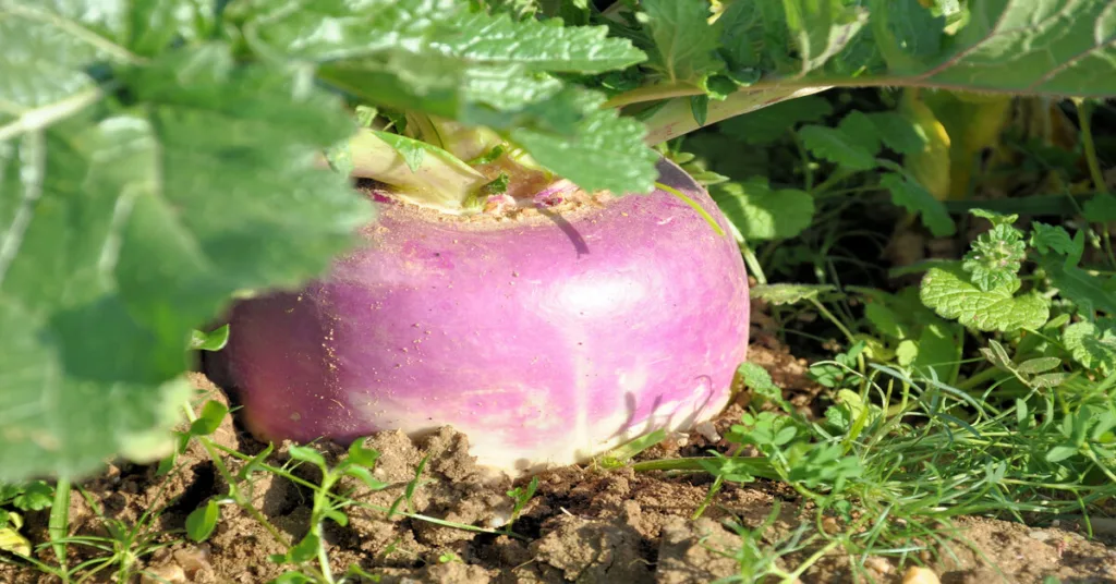 Turnip growing in garden