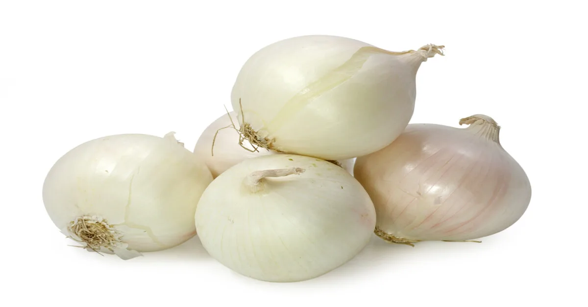 White onion variety