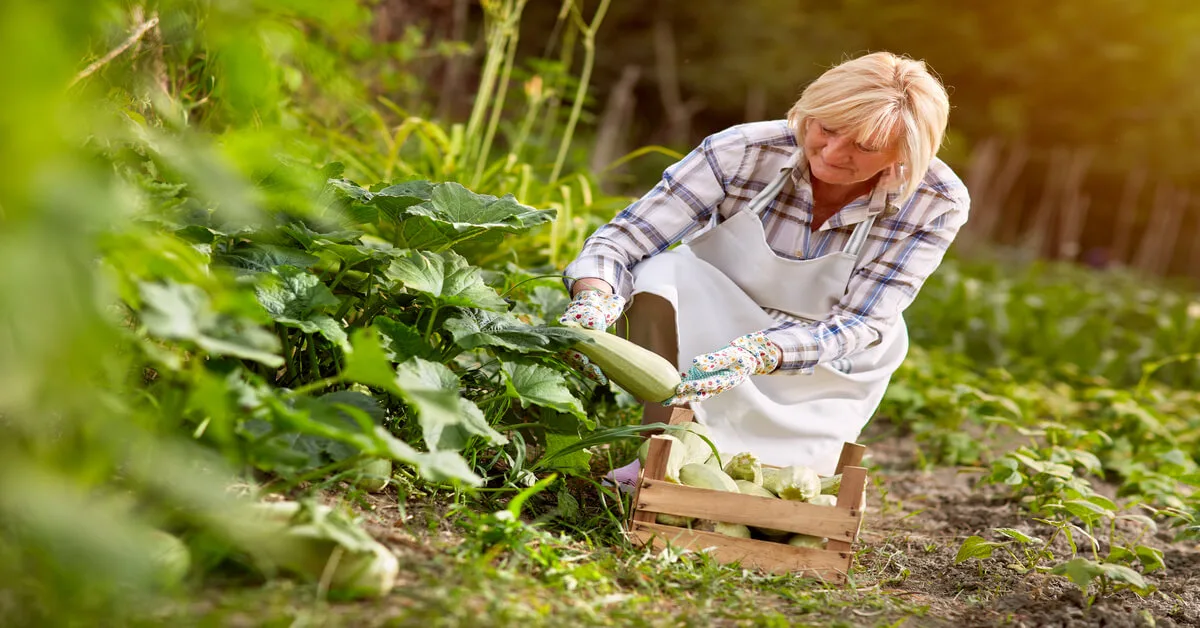 Zucchini plant care