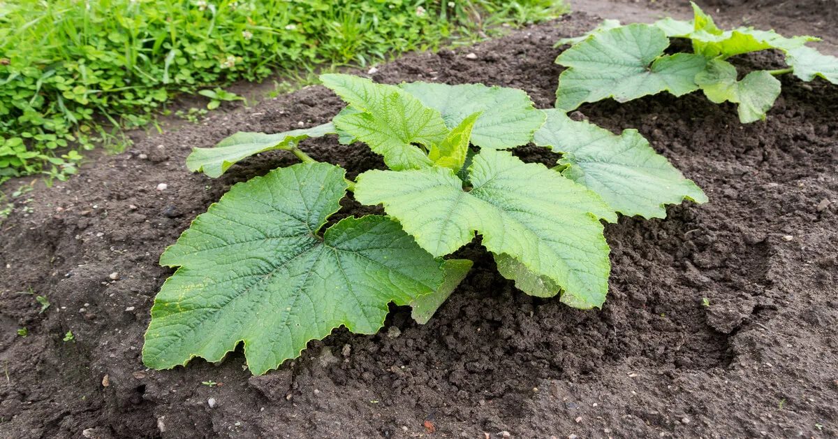 Zucchini Plant Including Growing Stages GIY Plants