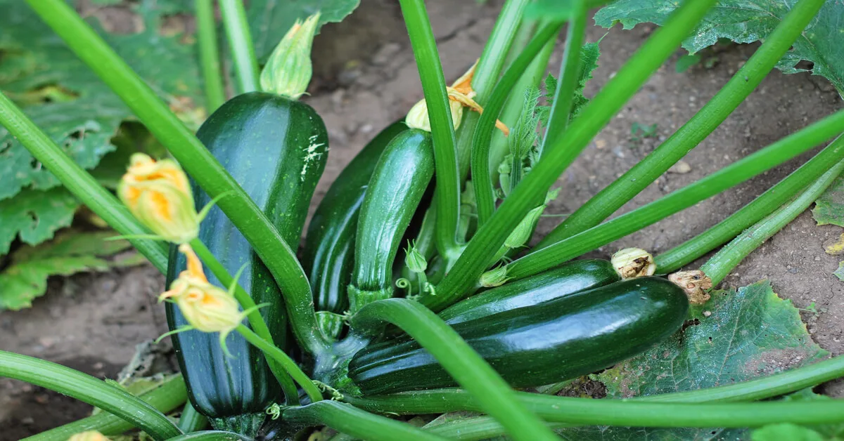 Zucchini Plant Including Growing Stages Giy Plants