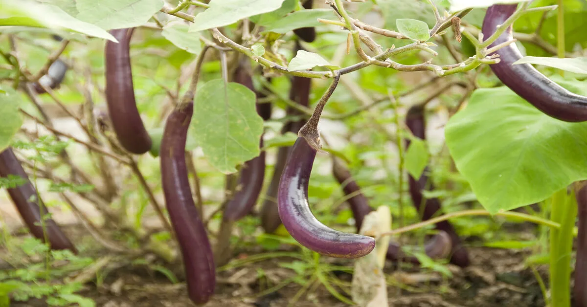 Best eggplant companion plants