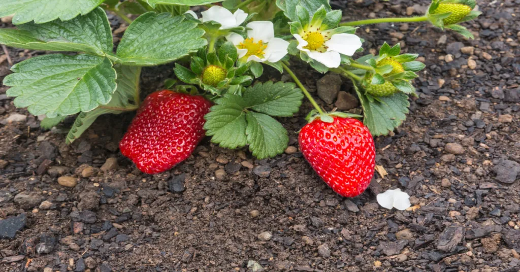 Strawberry companion plants