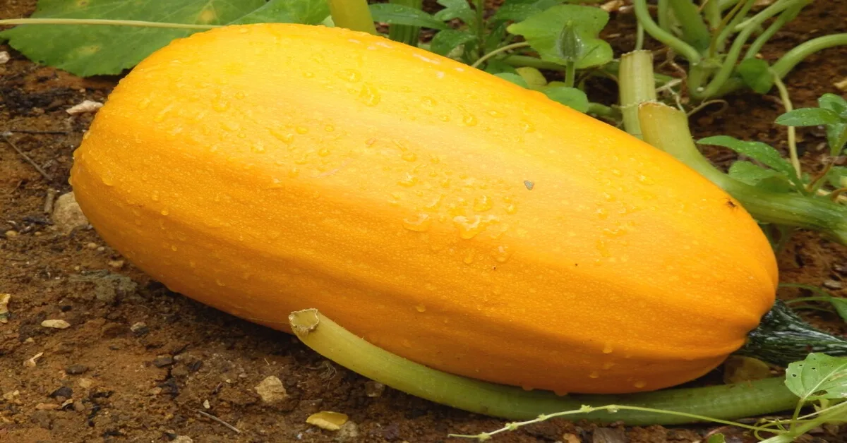 Cucurbita pepo subsp. pepo plant care