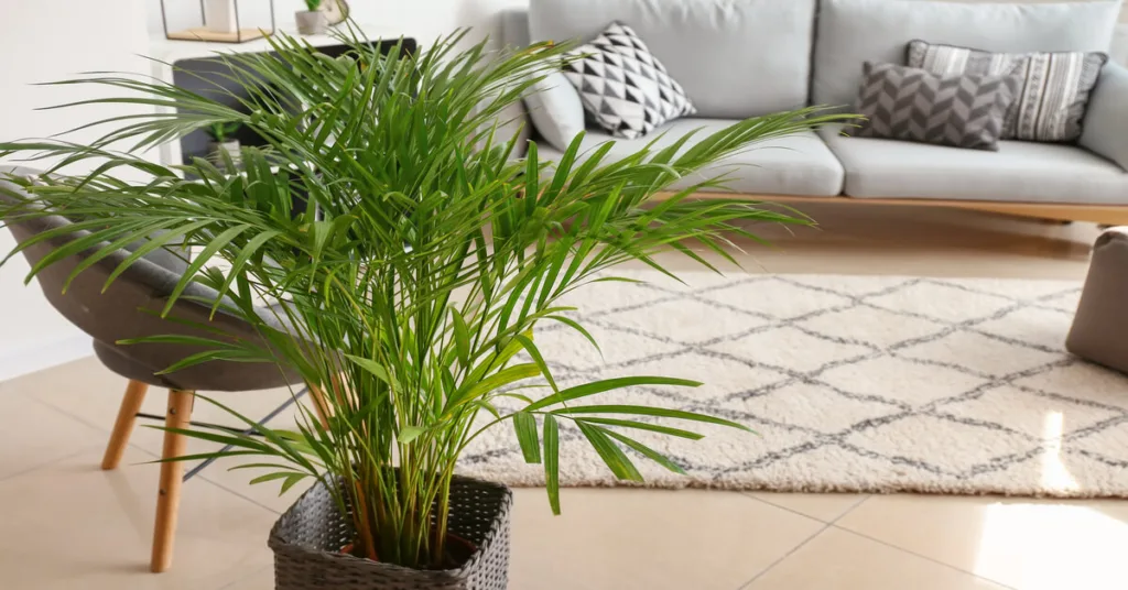 Areca Palm in living room