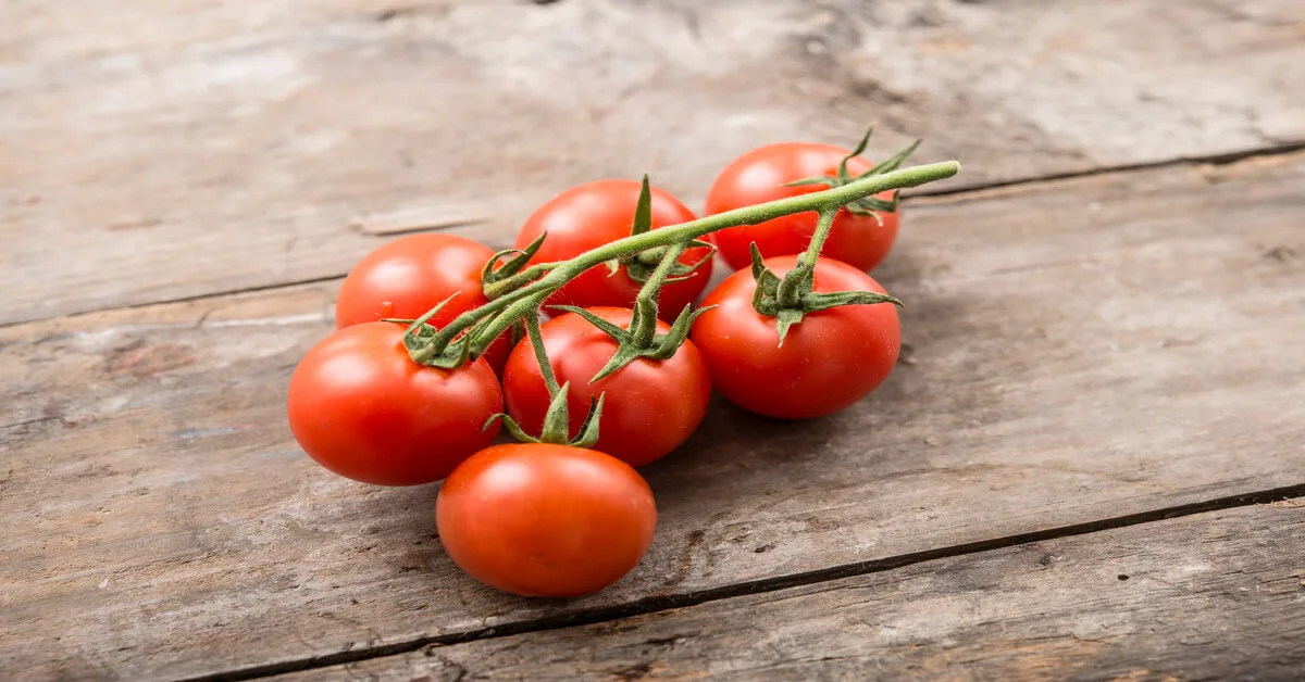 How to grow tiny tim tomato plants