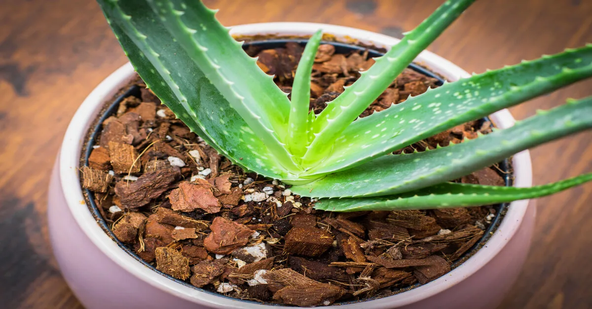 Aloe vera plant care