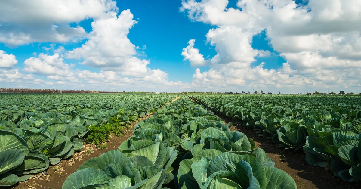 How to plant and grow cabbage