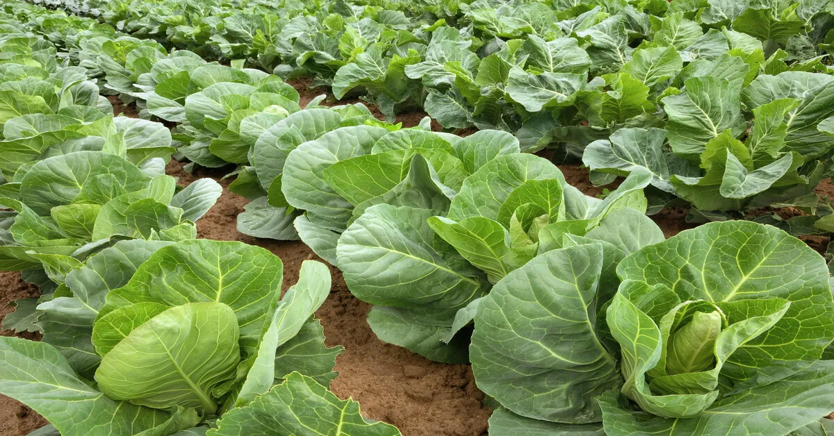 Cabbage plant care guide