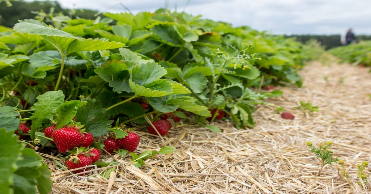 Plants to avoid growing with strawberries