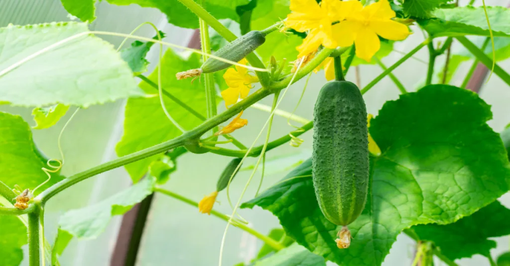 Cucumber companion plants for the garden