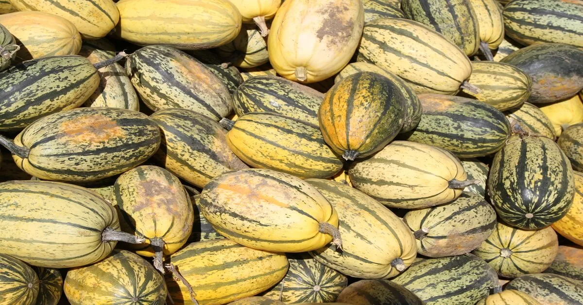 Spaghetti squash varieties