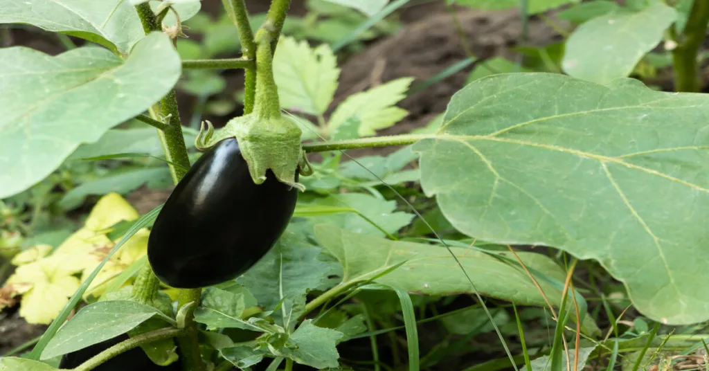 Eggplant companion plants for garden
