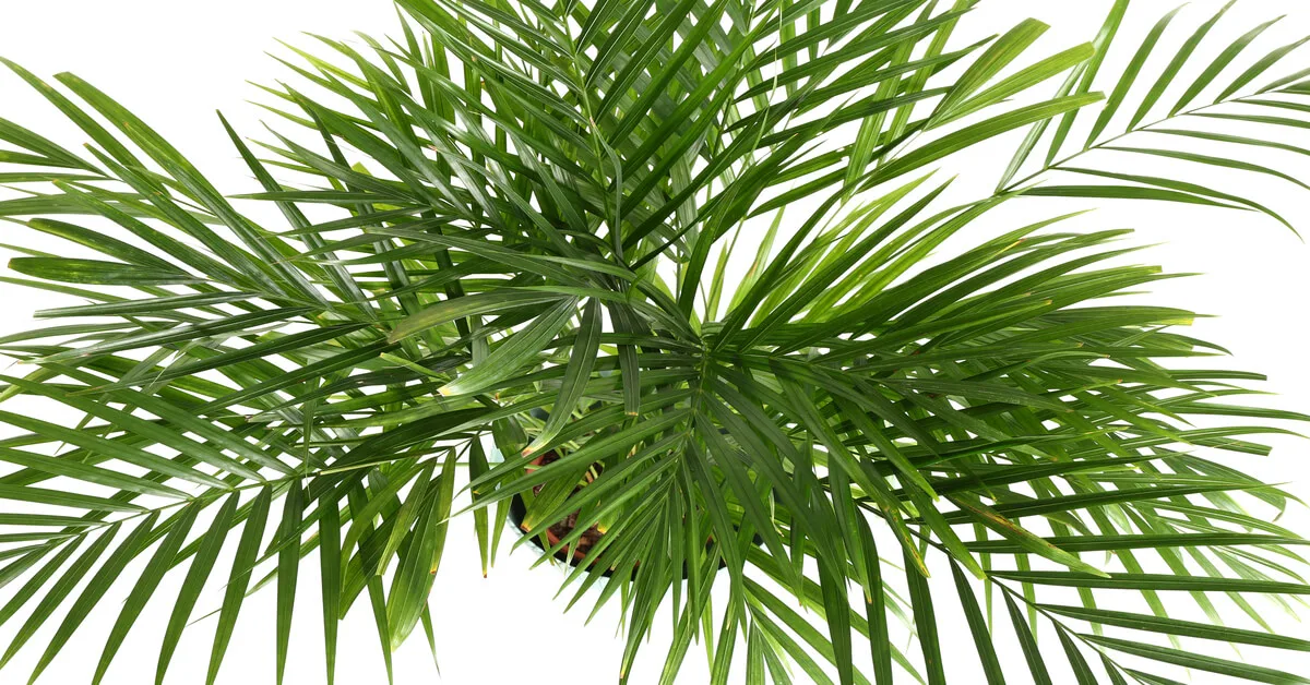 How to grow areca palm tree