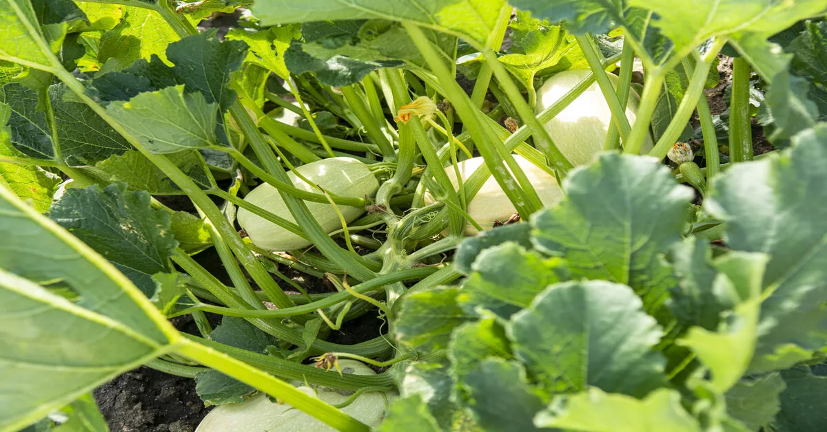 How to plant spaghetti squash