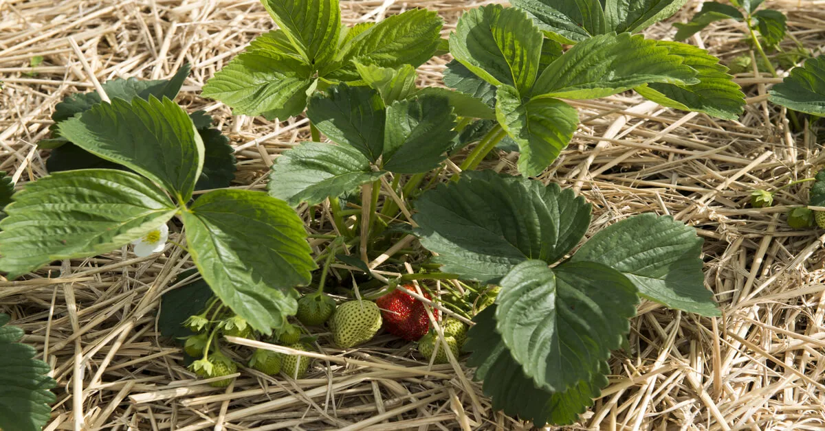 Best strawberry companion plants