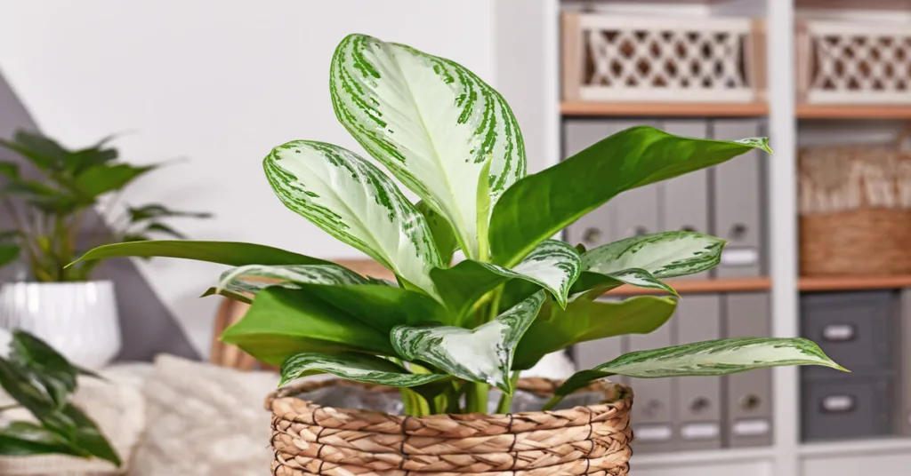 Aglaonema Silver Bay (Chinese evergreen) Plant Care guide