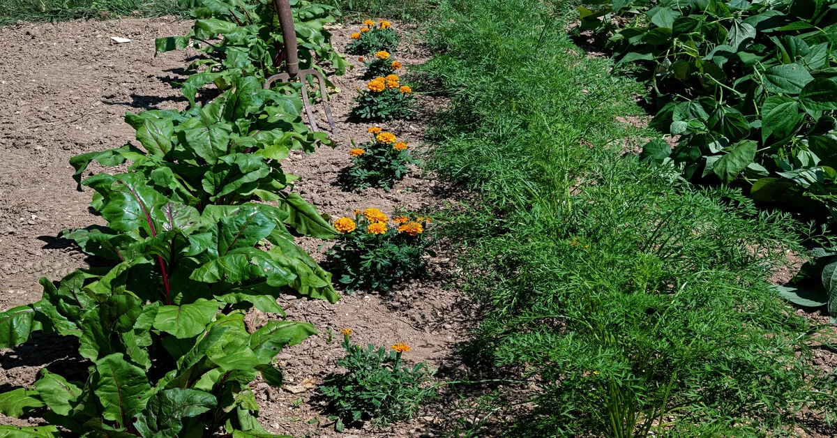 Carrot Companion Plants (Best & Worst) GIY Plants