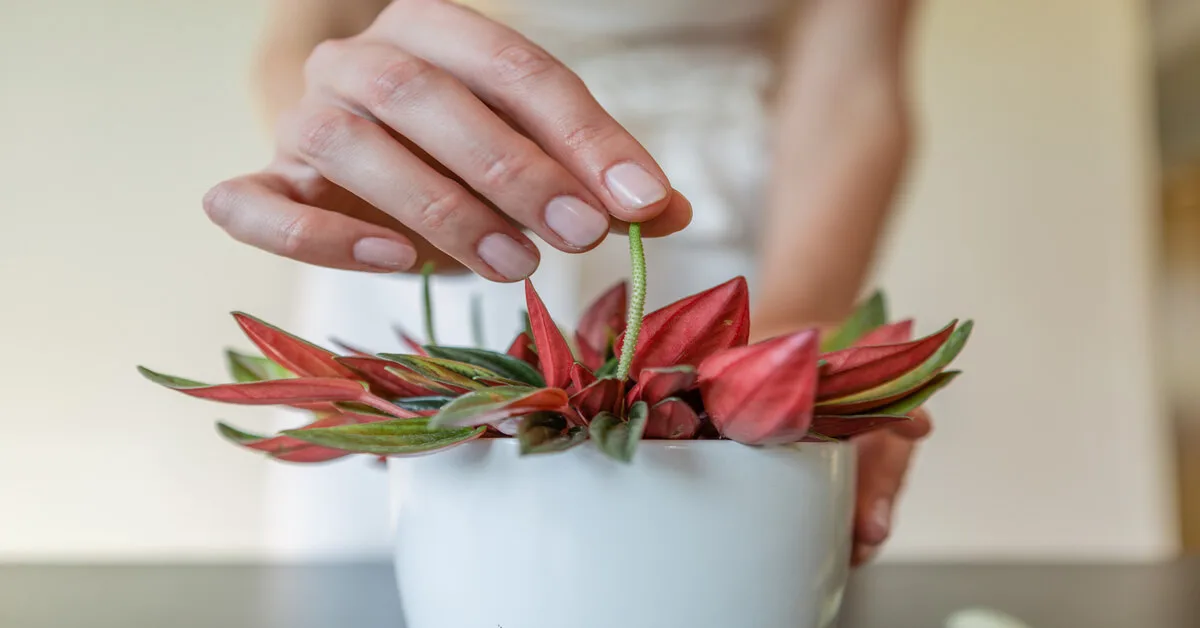 Peperomia Rosso plant care