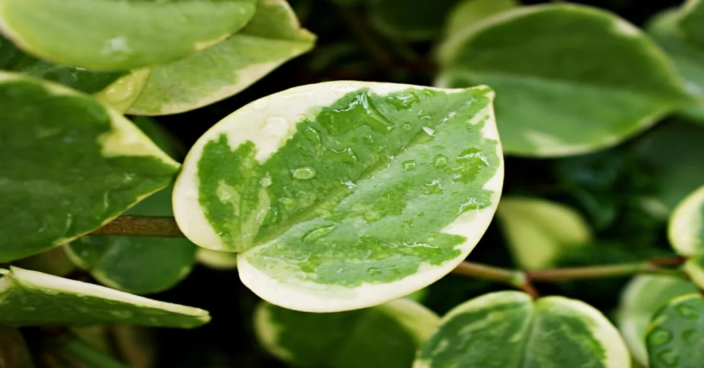 Peperomia scandens plant care