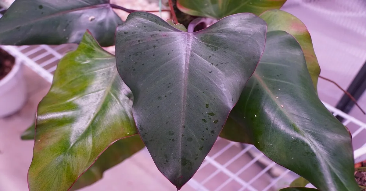 Philodendron Dark Lord plant care