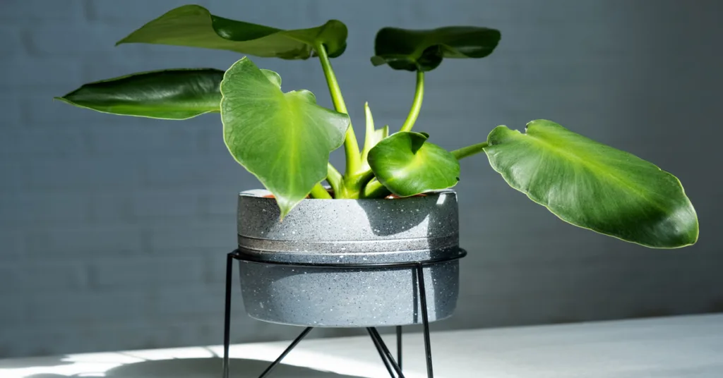 Philodendron rugosum care guide