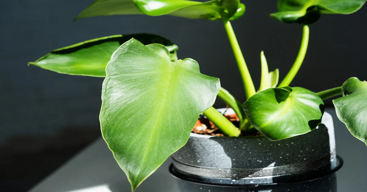 Philodendron rugosum houseplant growing requirements