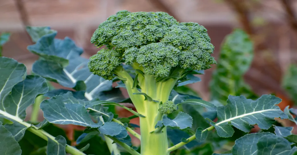 Broccoli companion plants for garden