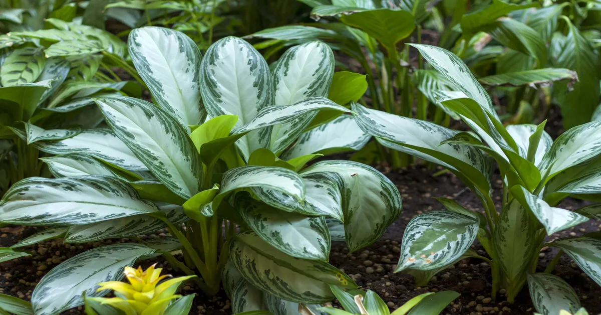 Chinese evergreen growing requirements and tips
