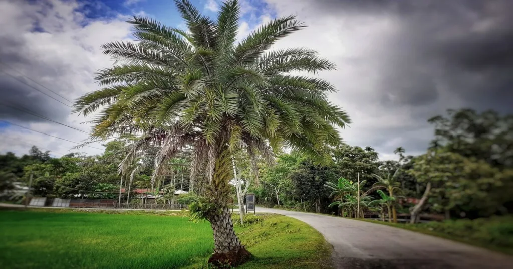 Sylvester palm growing in landscape