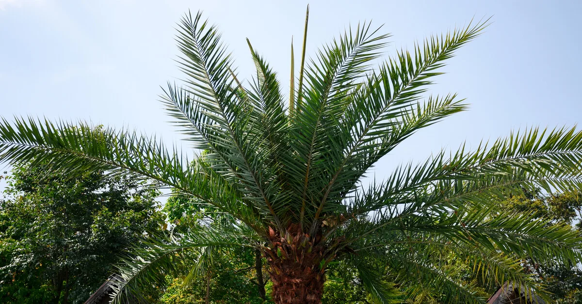 Sylvester palm tree care guide