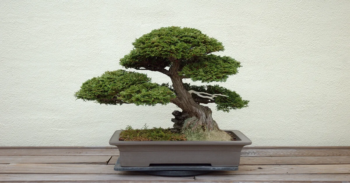 Growing Bonsai to sell