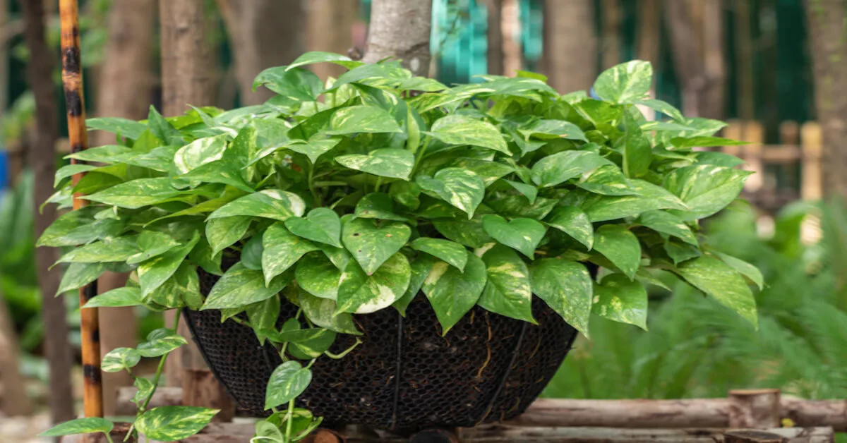 Propagate and sell Devil’s Ivy (Pothos)