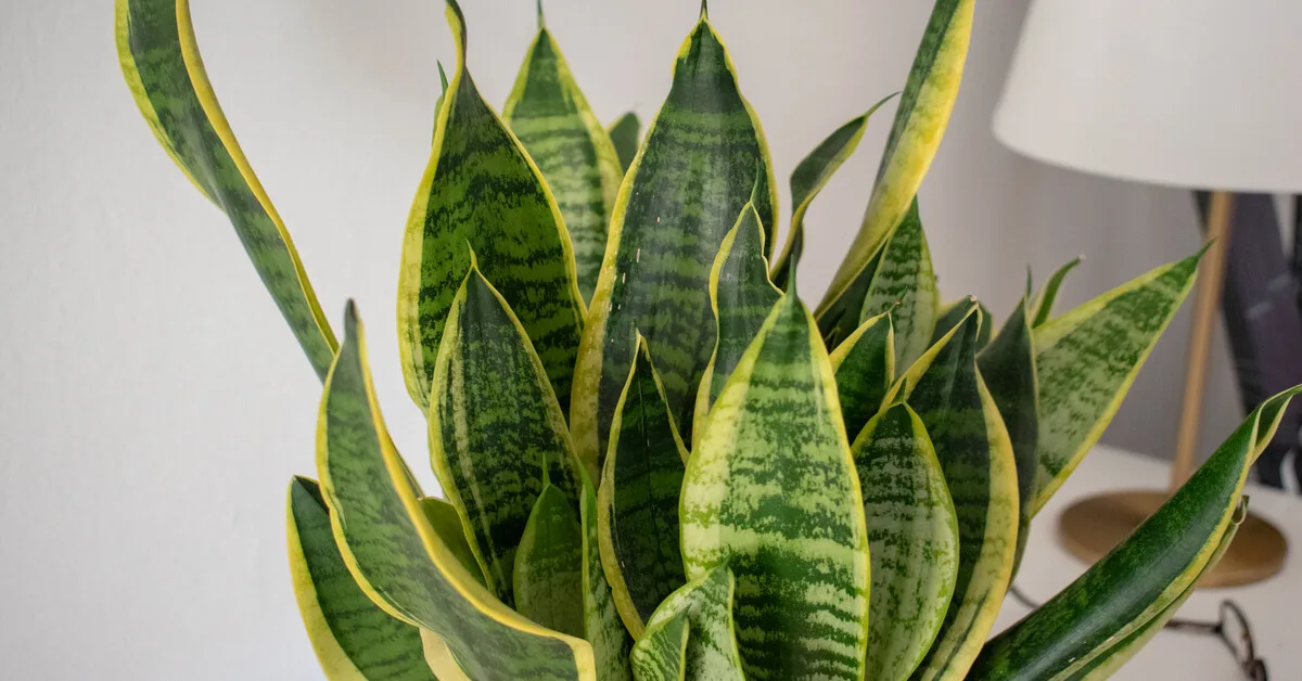 Propagate and sell snake plant