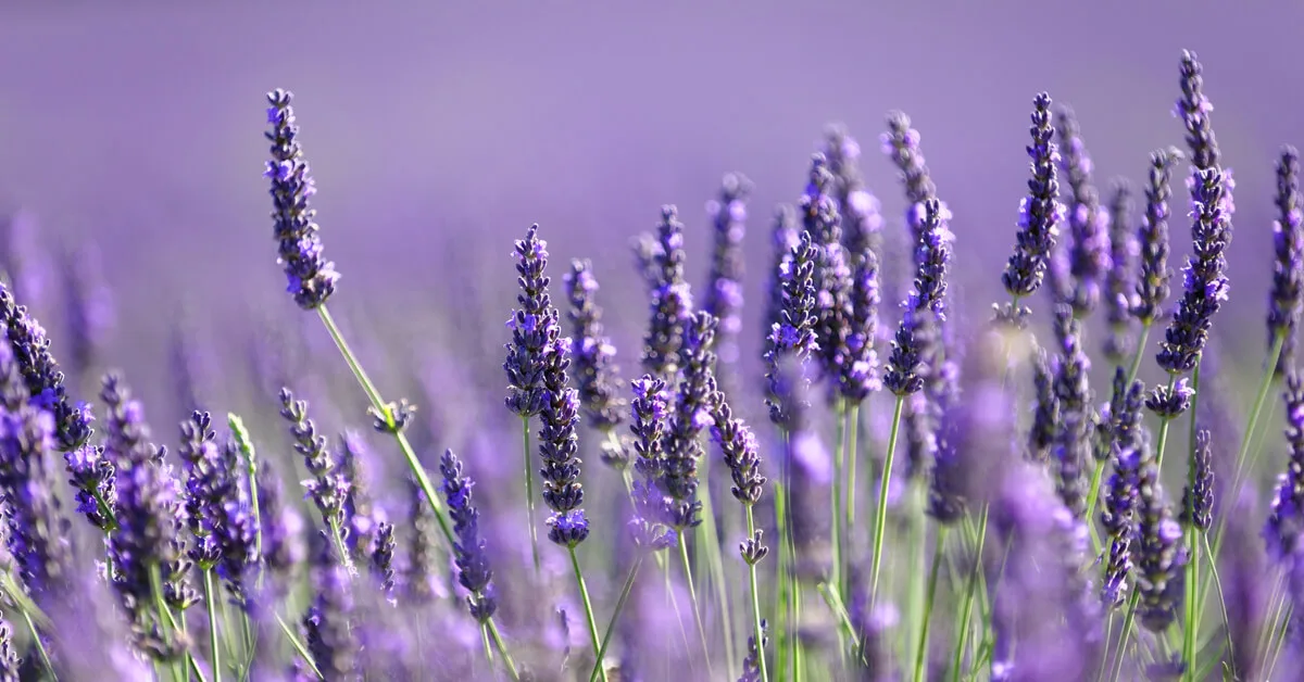 Propagate and sell lavender flowers