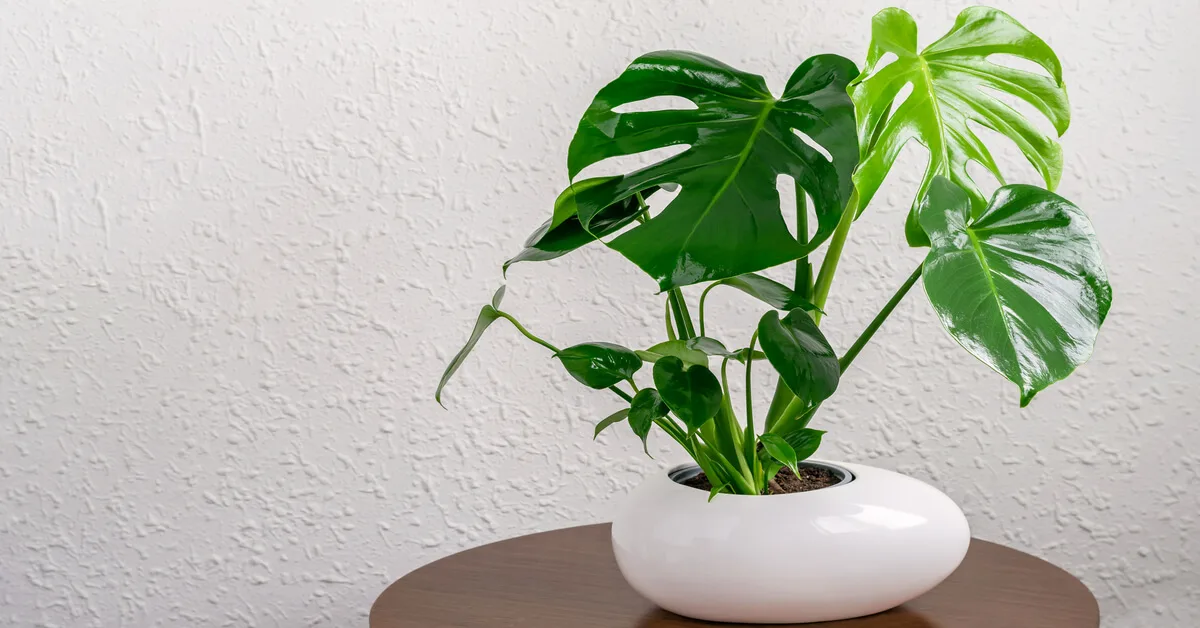 Propagating and selling monstera plants
