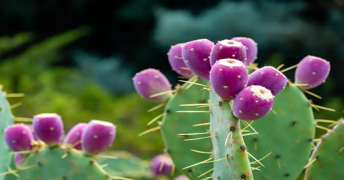 Prickly pear cactus 