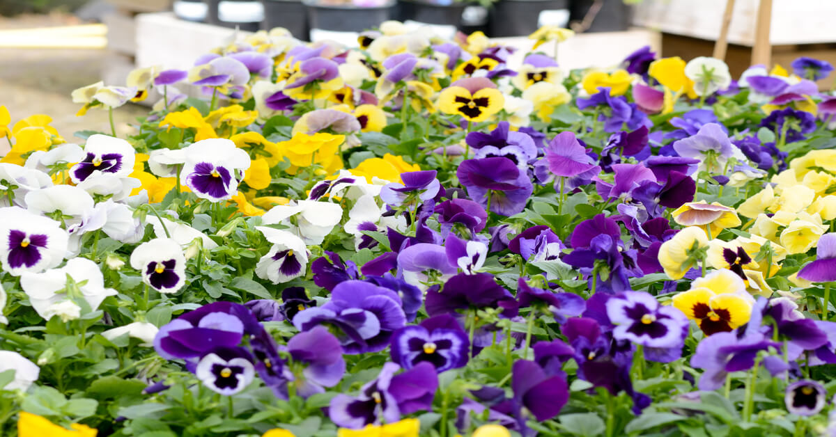 Growing pansies in a tower garden
