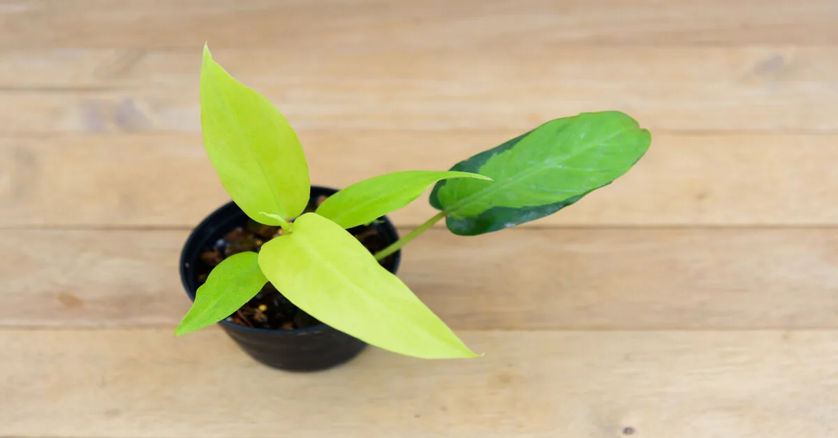 Growing Philodendron Thai Sunrise to sell