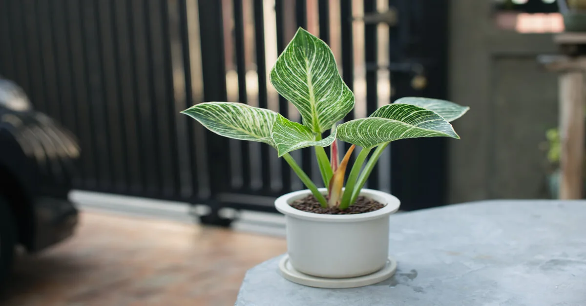 Selling propagated philodendron plants