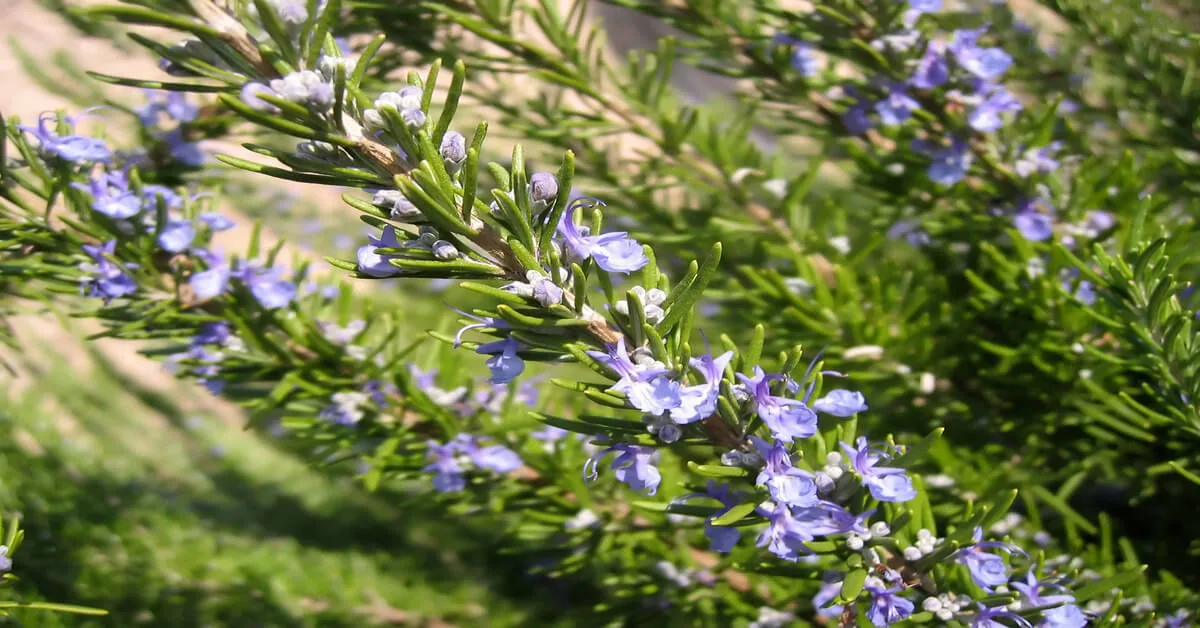 Propagate and sell rosemary