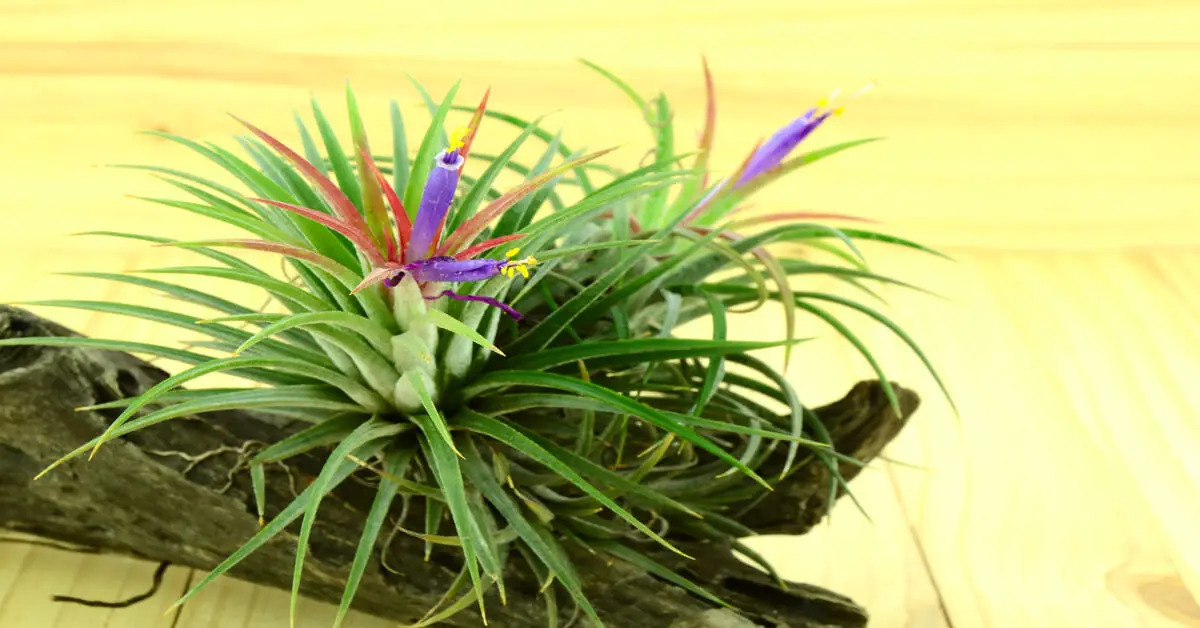 Air plants to lower humidity indoors