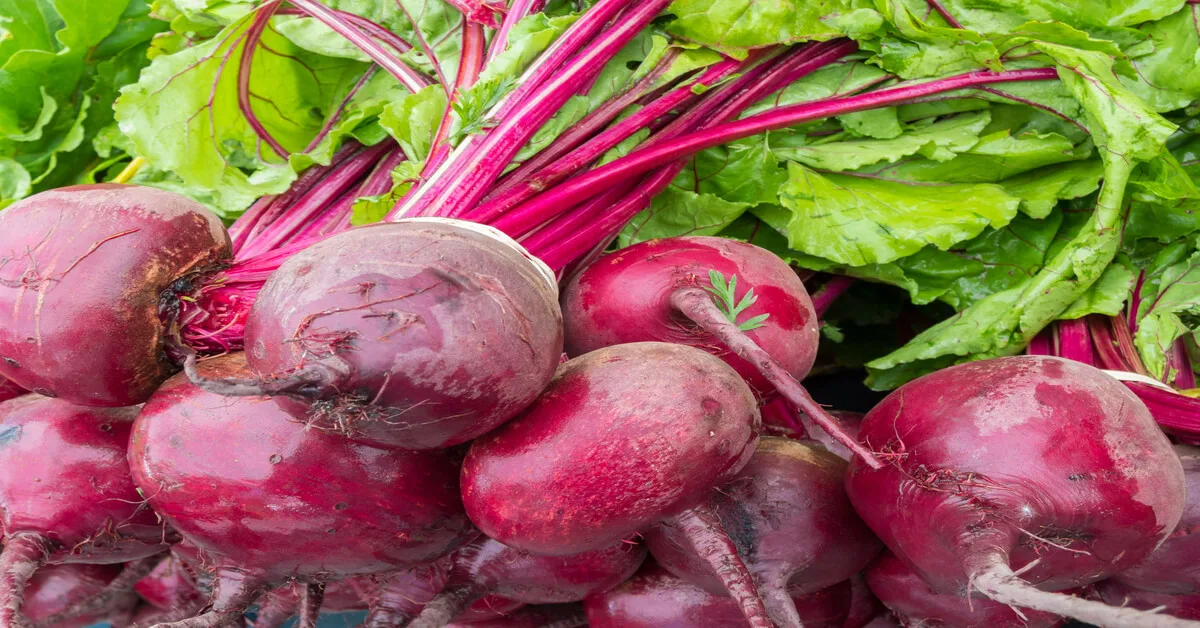 High yielding beets