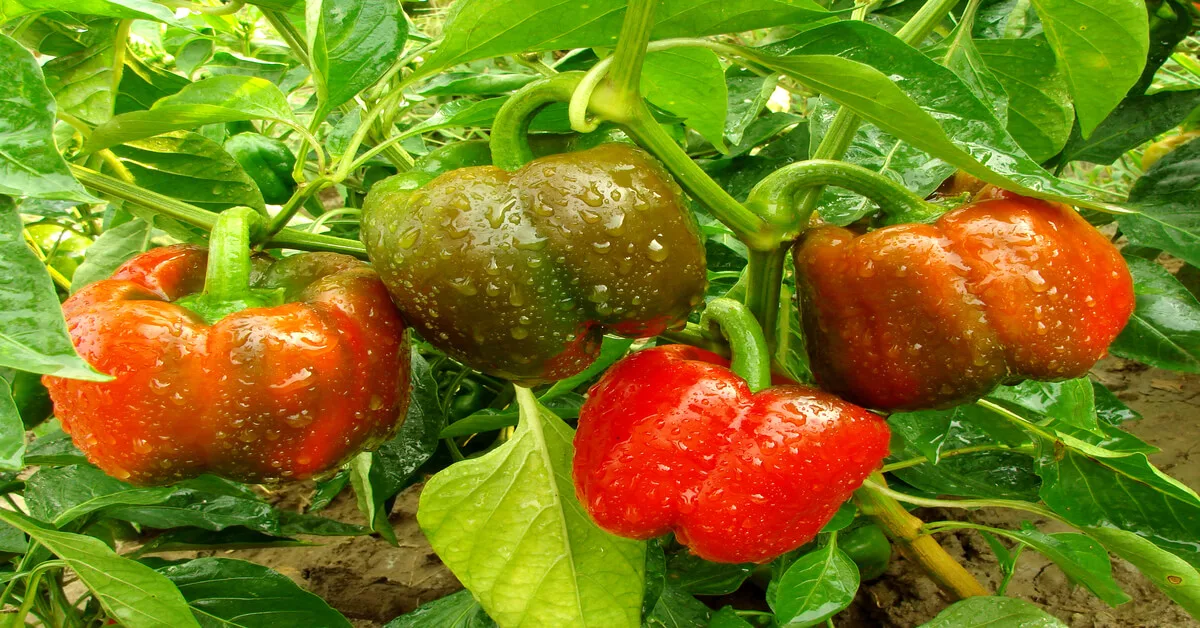 High yielding bell peppers